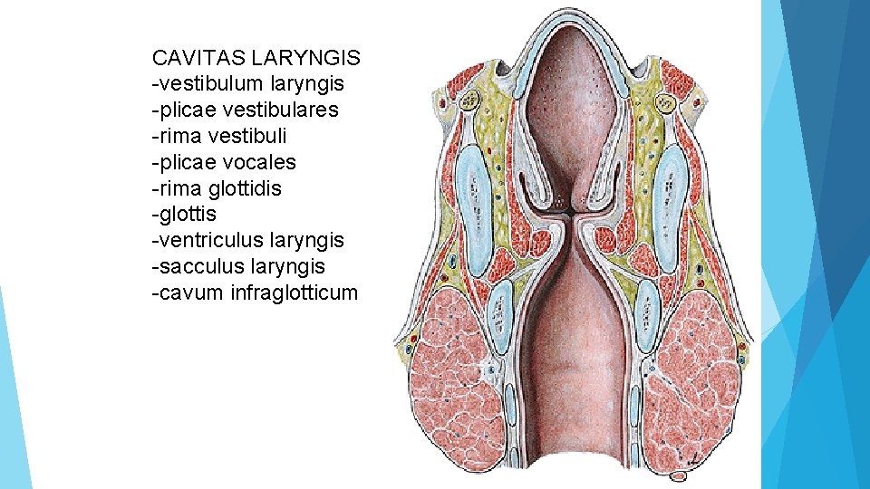 CAVITAS LARYNGIS -vestibulum laryngis -plicae vestibulares -rima vestibuli -plicae vocales -rima glottidis -glottis -ventriculus