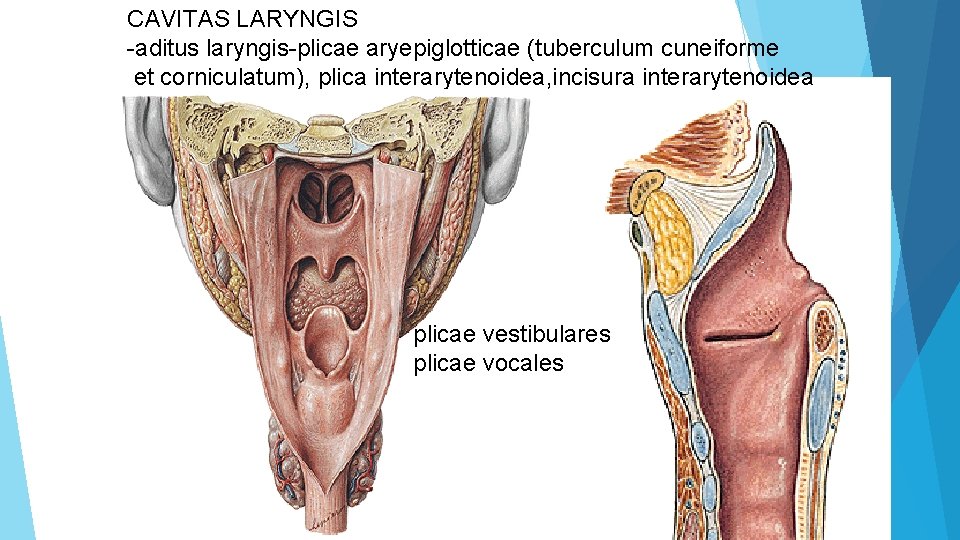 CAVITAS LARYNGIS -aditus laryngis-plicae aryepiglotticae (tuberculum cuneiforme et corniculatum), plica interarytenoidea, incisura interarytenoidea plicae