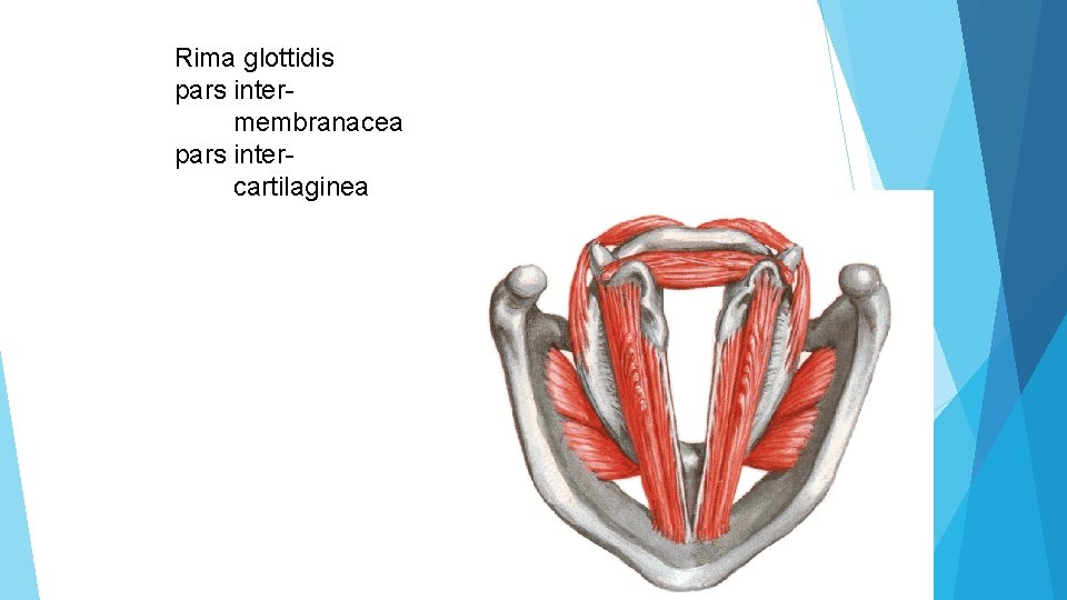 Rima glottidis pars intermembranacea pars intercartilaginea 