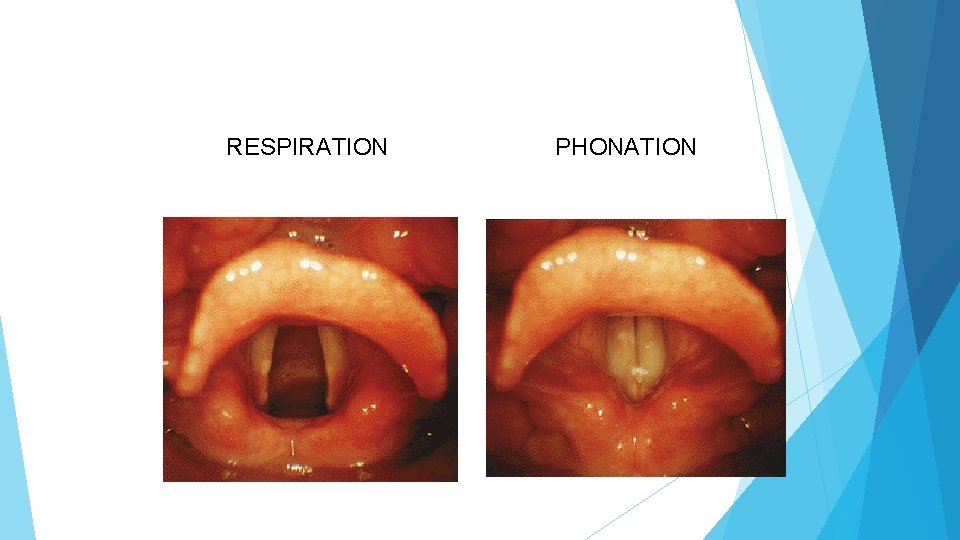 RESPIRATION PHONATION 