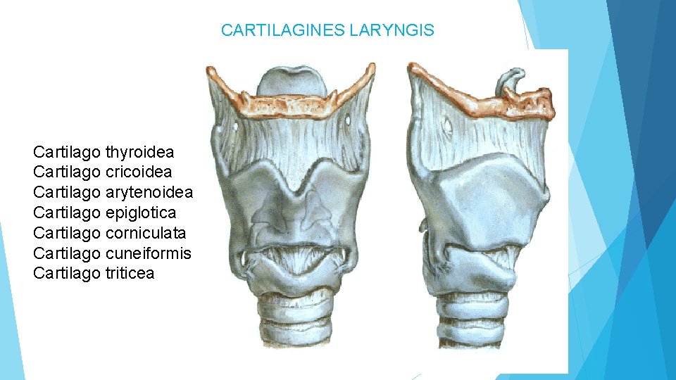 CARTILAGINES LARYNGIS Cartilago thyroidea Cartilago cricoidea Cartilago arytenoidea Cartilago epiglotica Cartilago corniculata Cartilago cuneiformis