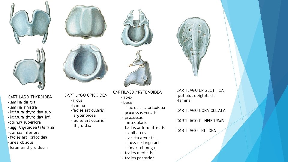 CARTILAGO THYROIDEA -lamina dextra -lamina sinistra -incisura thyroidea sup. -incisura thyroidea inf. -cornua superiora