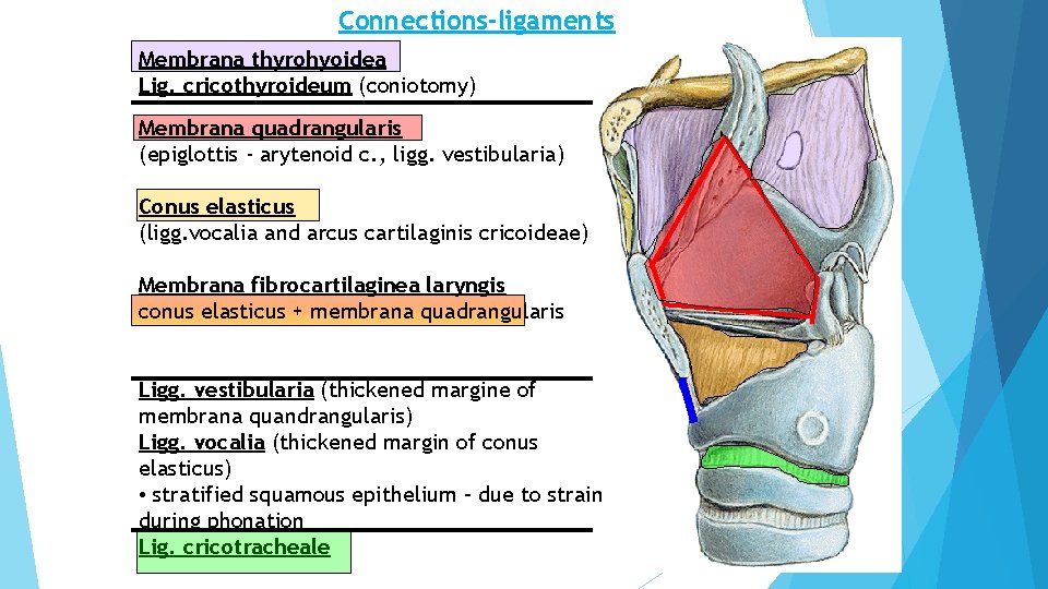 Connections-ligaments Membrana thyrohyoidea Lig. cricothyroideum (coniotomy) Membrana quadrangularis (epiglottis - arytenoid c. , ligg.