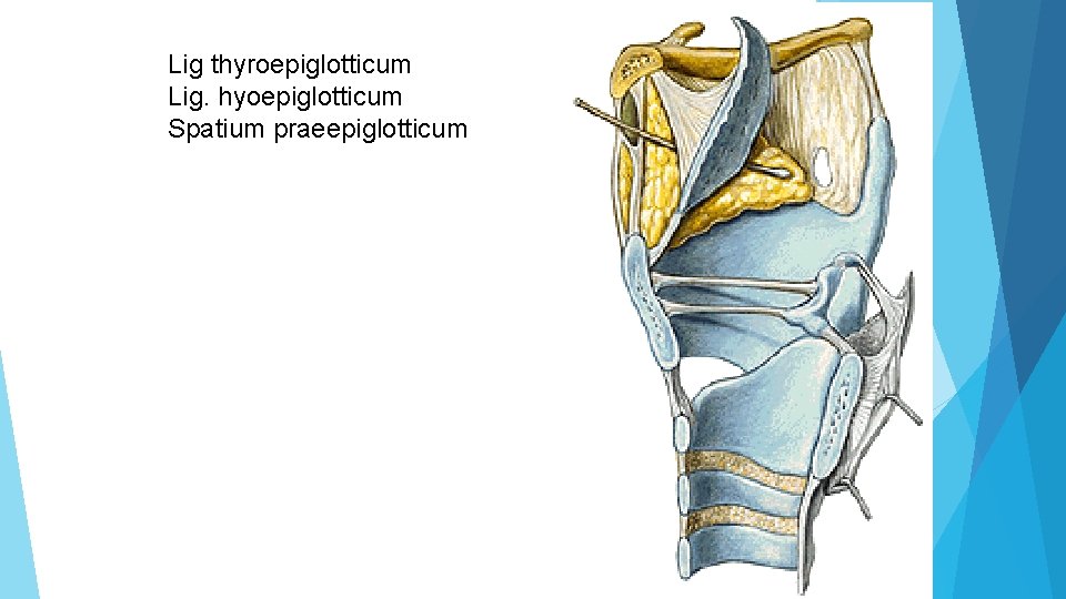 Lig thyroepiglotticum Lig. hyoepiglotticum Spatium praeepiglotticum 