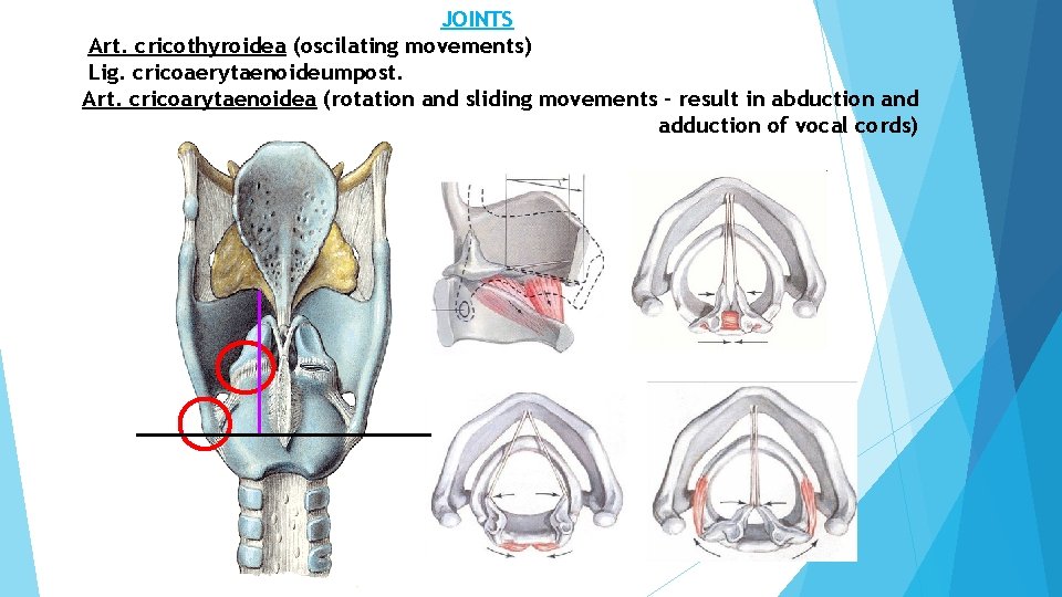 JOINTS Art. cricothyroidea (oscilating movements) Lig. cricoaerytaenoideumpost. Art. cricoarytaenoidea (rotation and sliding movements –