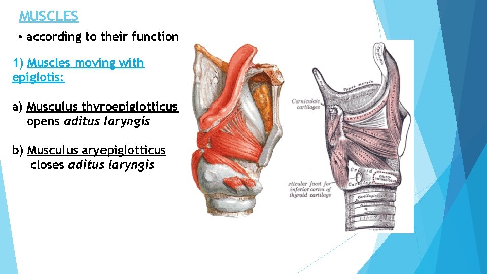 MUSCLES • according to their function 1) Muscles moving with epiglotis: a) Musculus thyroepiglotticus