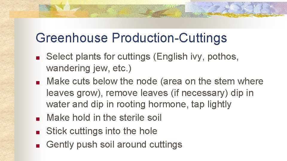 Greenhouse Production-Cuttings ■ ■ ■ Select plants for cuttings (English ivy, pothos, wandering jew,