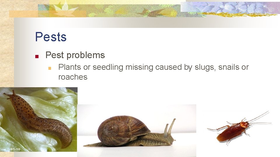 Pests ■ Pest problems ■ Plants or seedling missing caused by slugs, snails or