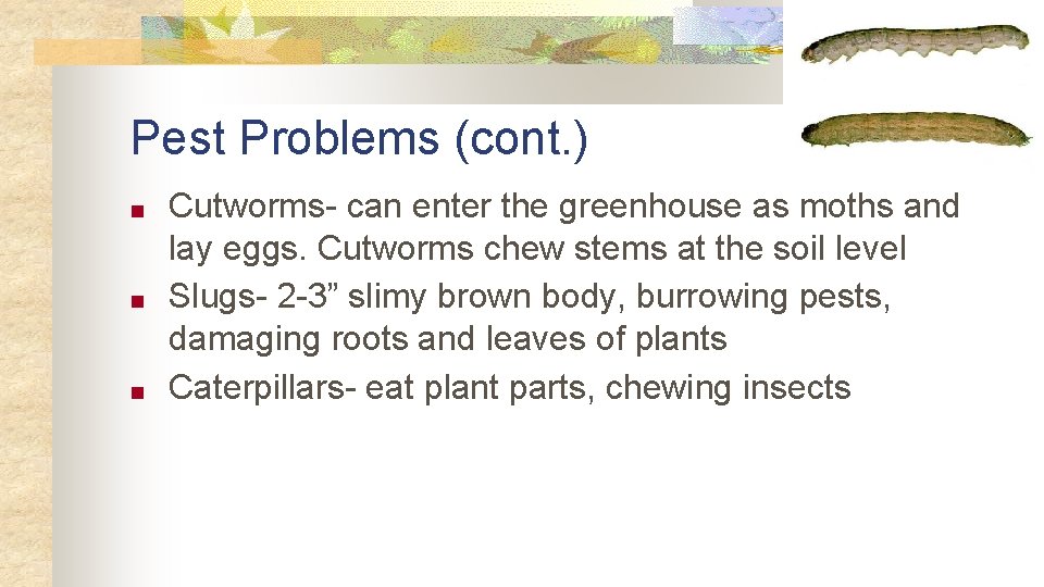 Pest Problems (cont. ) ■ ■ ■ Cutworms- can enter the greenhouse as moths