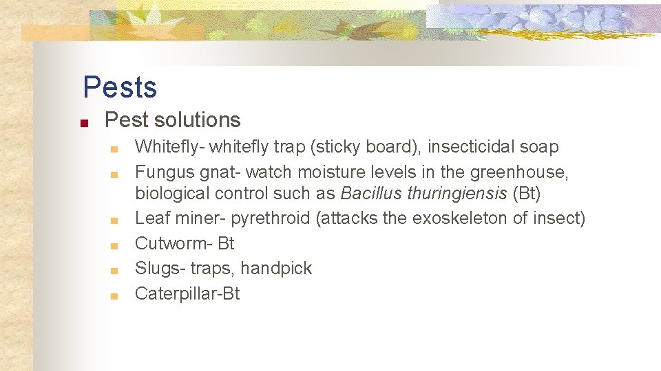 Pests ■ Pest solutions ■ ■ ■ Whitefly- whitefly trap (sticky board), insecticidal soap