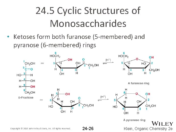 24. 5 Cyclic Structures of Monosaccharides • Ketoses form both furanose (5 -membered) and