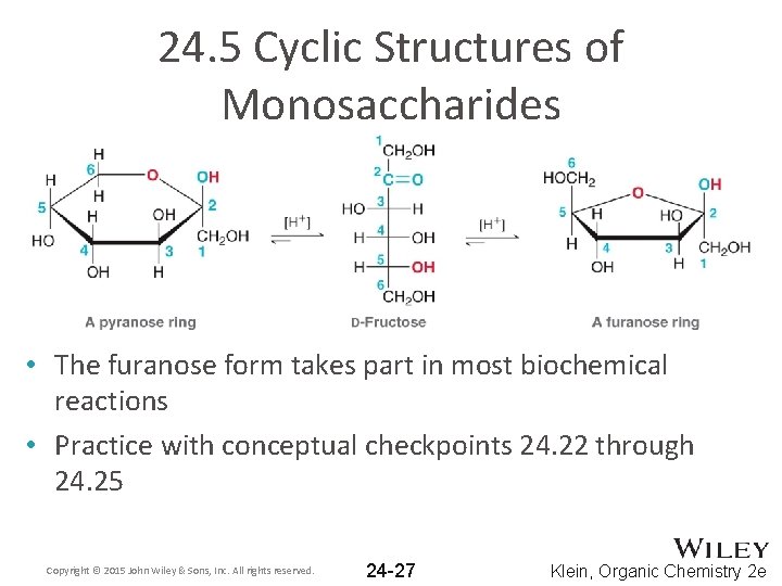 24. 5 Cyclic Structures of Monosaccharides • The furanose form takes part in most