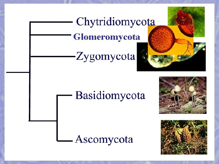 Glomeromycota 