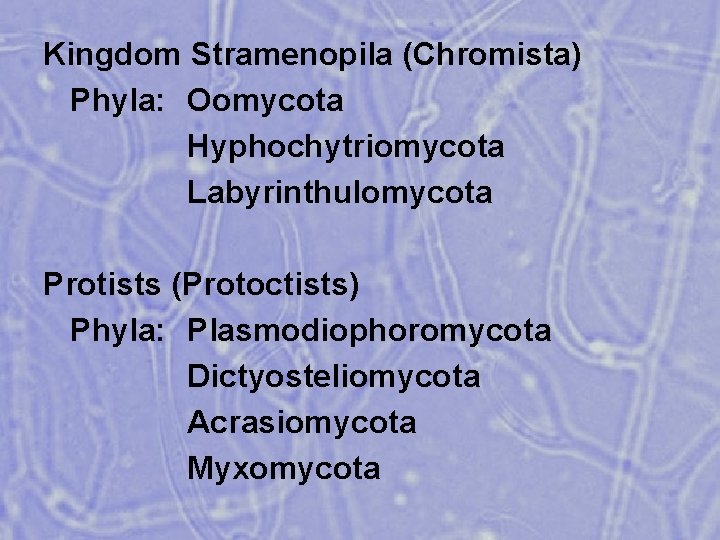 Kingdom Stramenopila (Chromista) Phyla: Oomycota Hyphochytriomycota Labyrinthulomycota Protists (Protoctists) Phyla: Plasmodiophoromycota Dictyosteliomycota Acrasiomycota Myxomycota