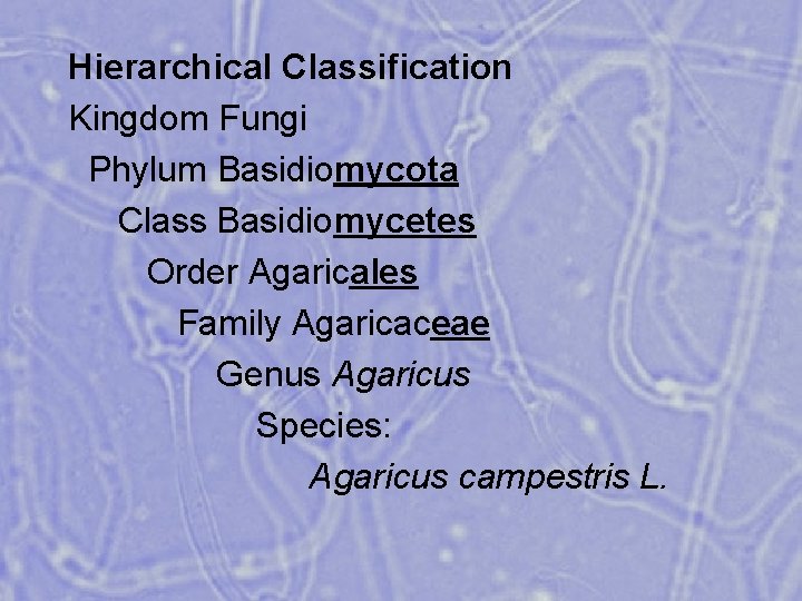 Hierarchical Classification Kingdom Fungi Phylum Basidiomycota Class Basidiomycetes Order Agaricales Family Agaricaceae Genus Agaricus