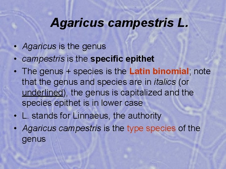 Agaricus campestris L. • Agaricus is the genus • campestris is the specific epithet