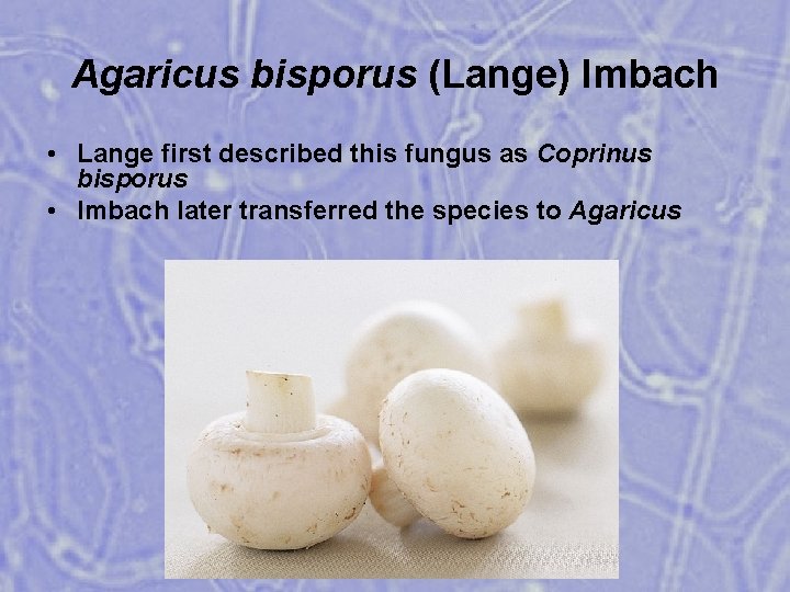 Agaricus bisporus (Lange) Imbach • Lange first described this fungus as Coprinus bisporus •