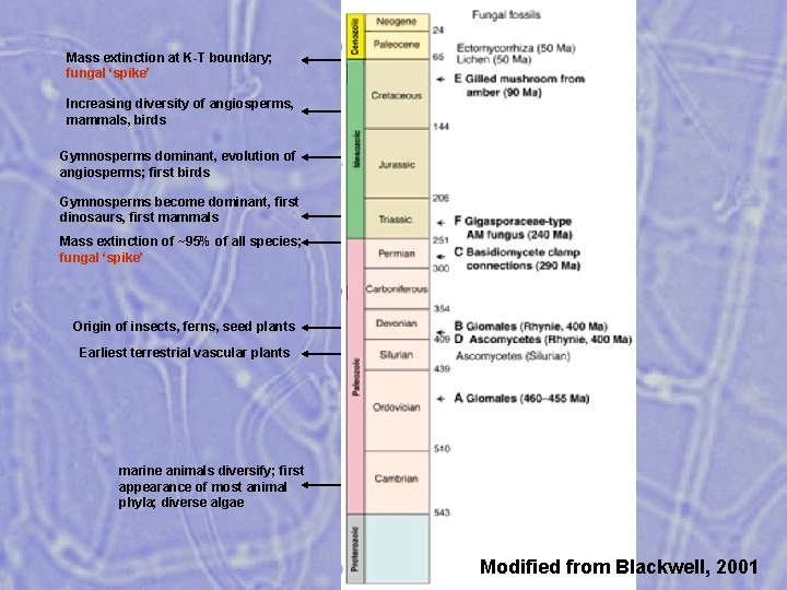 Mass extinction at K-T boundary; fungal ‘spike’ Increasing diversity of angiosperms, mammals, birds Gymnosperms