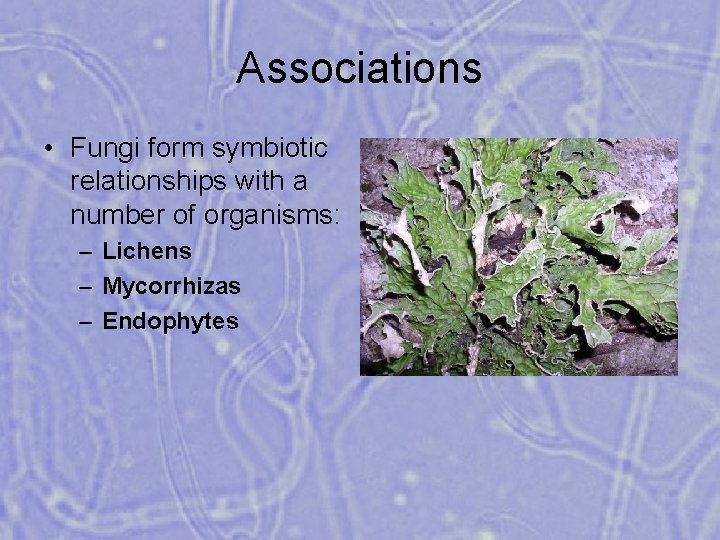 Associations • Fungi form symbiotic relationships with a number of organisms: – Lichens –