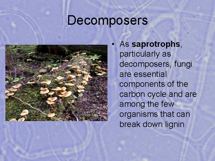 Decomposers • As saprotrophs, particularly as decomposers, fungi are essential components of the carbon