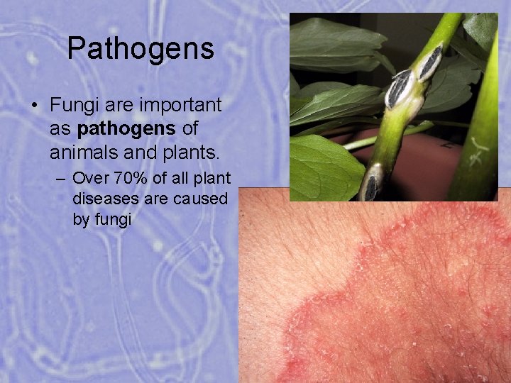 Pathogens • Fungi are important as pathogens of animals and plants. – Over 70%