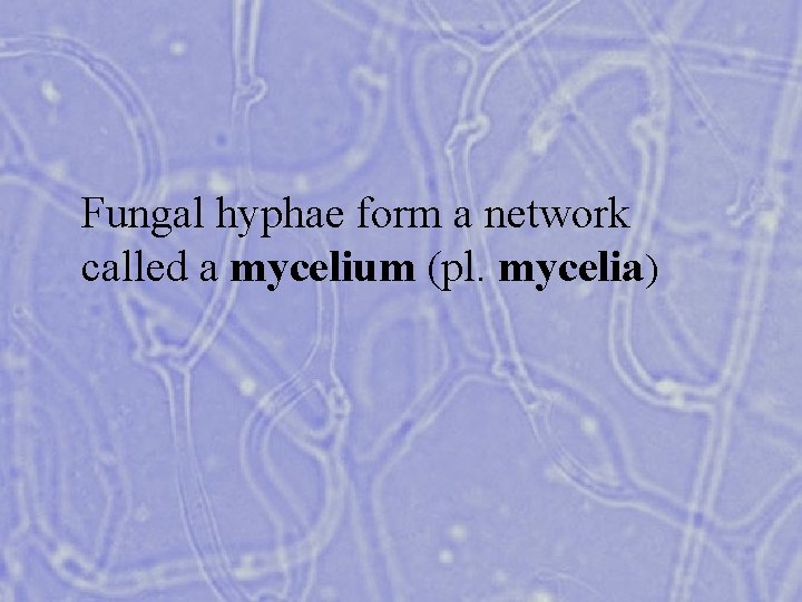 Fungal hyphae form a network called a mycelium (pl. mycelia) 