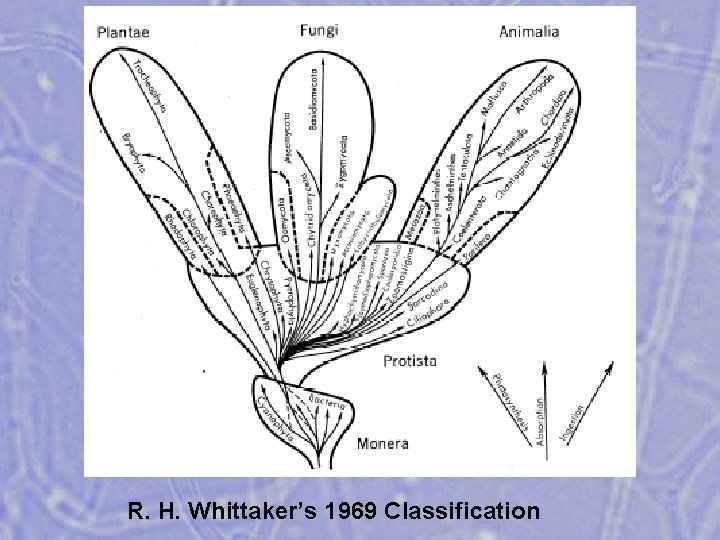R. H. Whittaker’s 1969 Classification 