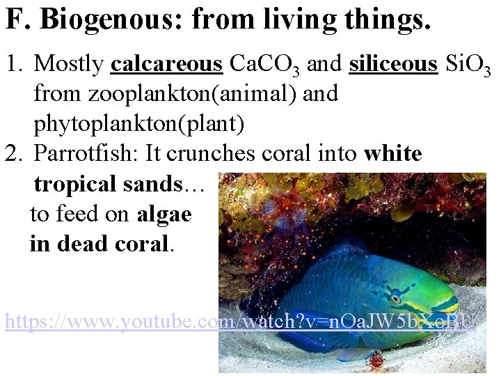 F. Biogenous: from living things. 1. Mostly calcareous Ca. CO 3 and siliceous Si.