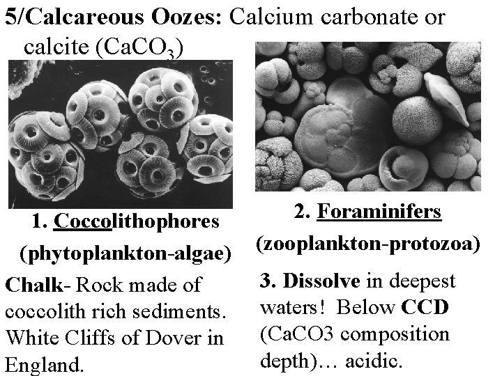 5/Calcareous Oozes: Calcium carbonate or calcite (Ca. CO 3) 1. Coccolithophores (phytoplankton-algae) Chalk- Rock