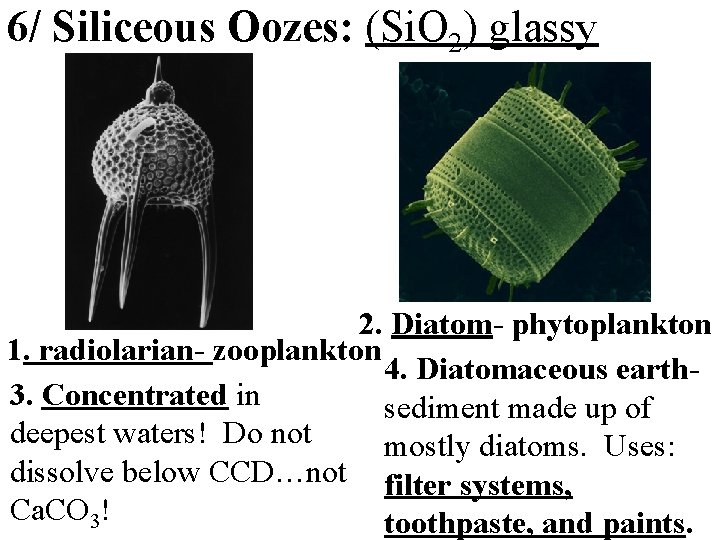 6/ Siliceous Oozes: (Si. O 2) glassy 2. Diatom- phytoplankton 1. radiolarian- zooplankton 4.