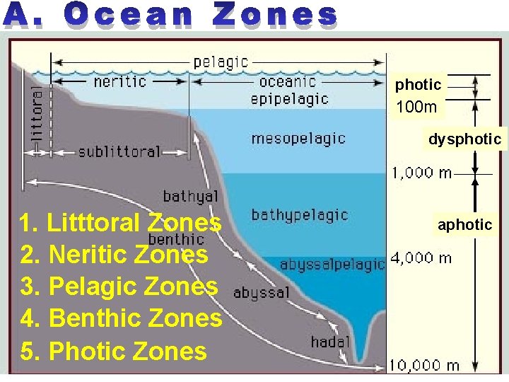 A. Ocean Zones photic 100 m dysphotic 1. Litttoral Zones 2. Neritic Zones 3.