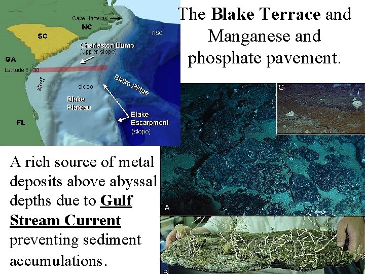 The Blake Terrace and Manganese and phosphate pavement. A rich source of metal deposits