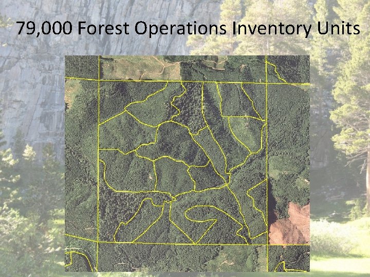 79, 000 Forest Operations Inventory Units 79, 000 Forest Operations Inventory Units