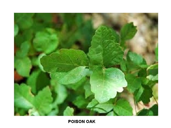 POISON OAK 