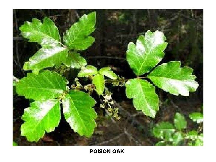 POISON OAK 