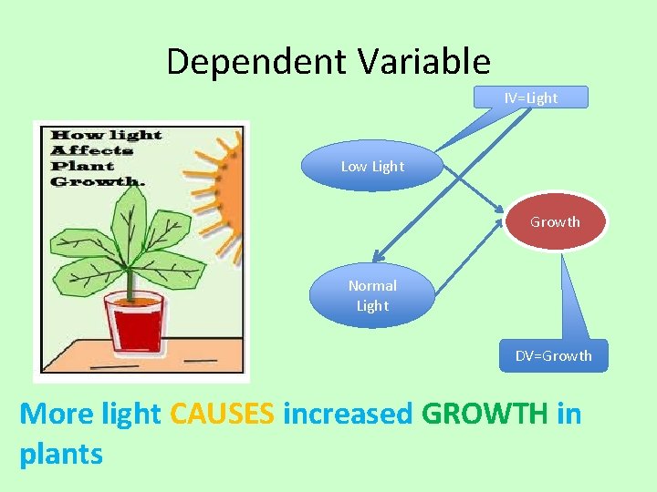 Dependent Variable IV=Light Low Light Growth Normal Light DV=Growth More light CAUSES increased GROWTH