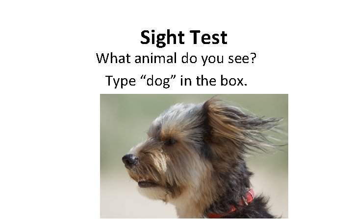 Sight Test What animal do you see? Type “dog” in the box. 