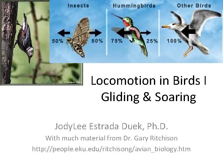 Locomotion in Birds I Gliding & Soaring Jody. Lee Estrada Duek, Ph. D. With