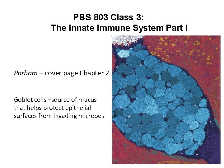 PBS 803 Class 3: The Innate Immune System Part I Parham – cover page