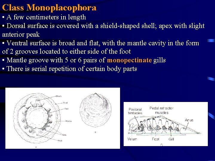 Class Monoplacophora • A few centimeters in length • Dorsal surface is covered with