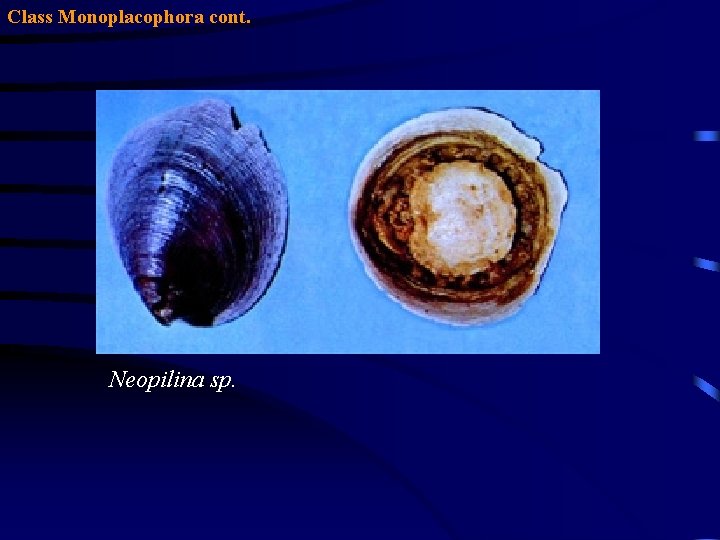 Class Monoplacophora cont. Neopilina sp. 