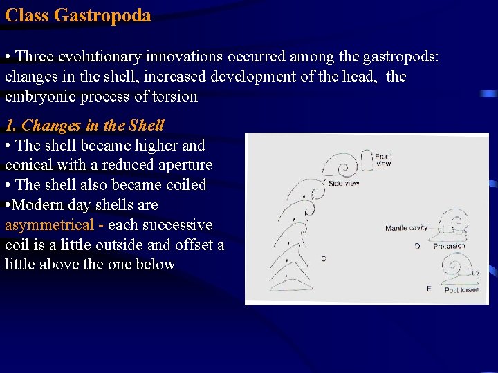 Class Gastropoda • Three evolutionary innovations occurred among the gastropods: changes in the shell,