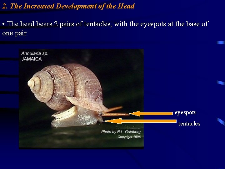 2. The Increased Development of the Head • The head bears 2 pairs of