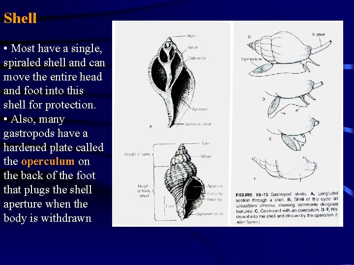 Shell • Most have a single, spiraled shell and can move the entire head