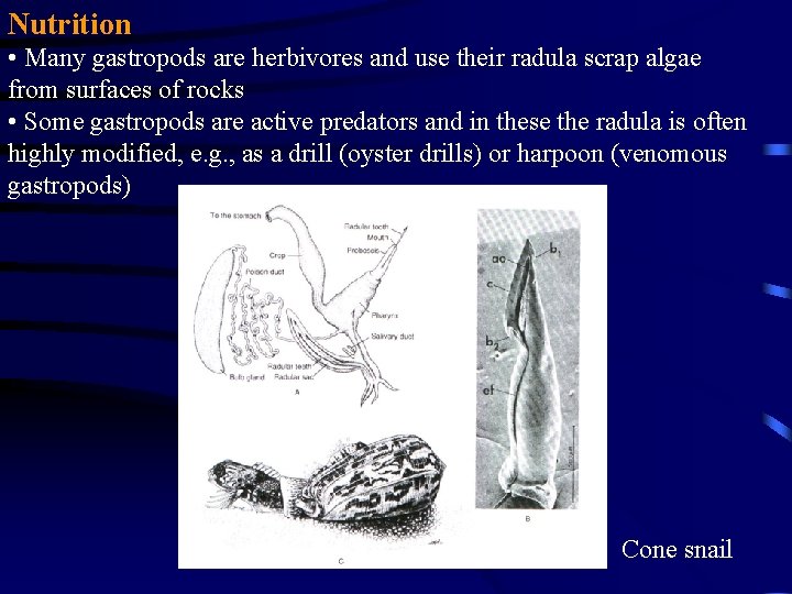 Nutrition • Many gastropods are herbivores and use their radula scrap algae from surfaces