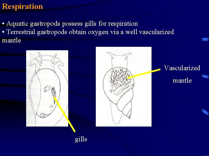Respiration • Aquatic gastropods possess gills for respiration • Terrestrial gastropods obtain oxygen via
