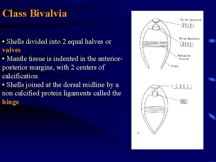 Class Bivalvia • Shells divided into 2 equal halves or valves • Mantle tissue