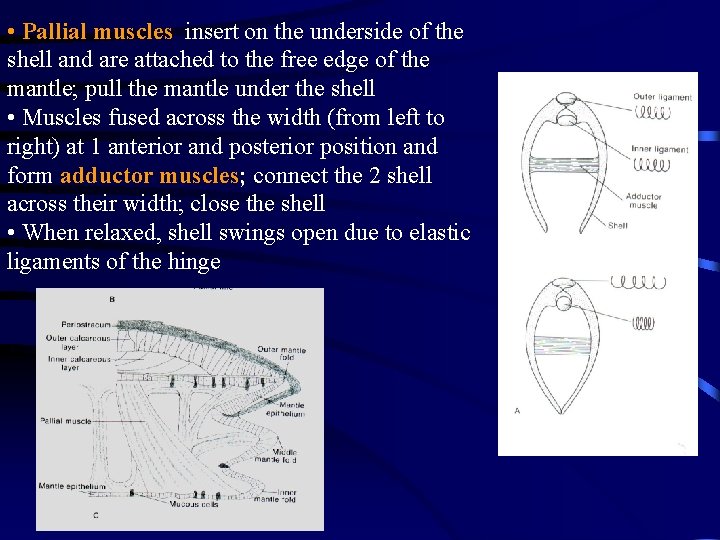  • Pallial muscles insert on the underside of the shell and are attached