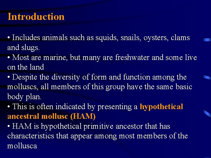 Introduction • Includes animals such as squids, snails, oysters, clams and slugs. • Most