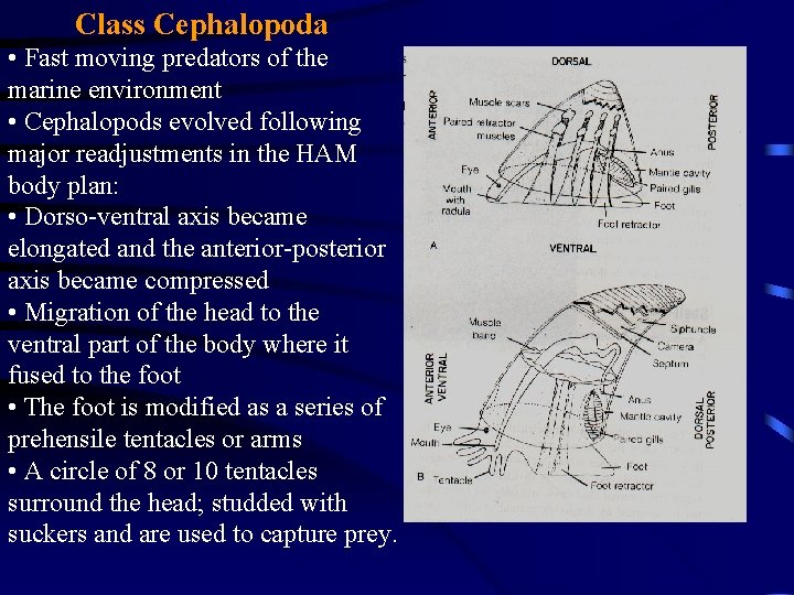 Class Cephalopoda • Fast moving predators of the marine environment • Cephalopods evolved following